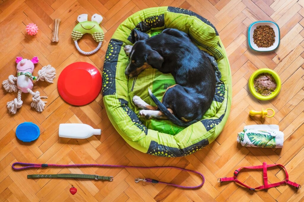 Flatlay of a sleeping dog in a bed surrounded by toys, food bowls, leashes and grooming supplies