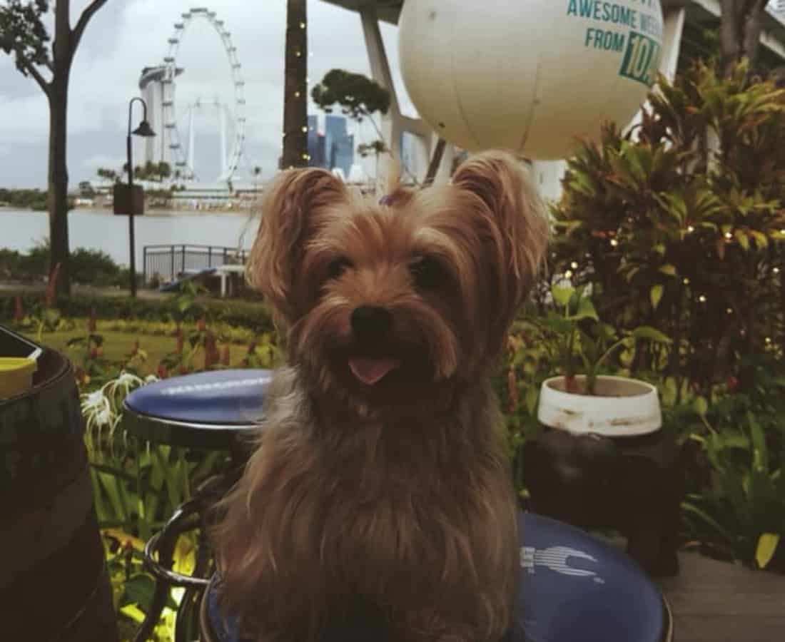 where can i go with my dog in singapore