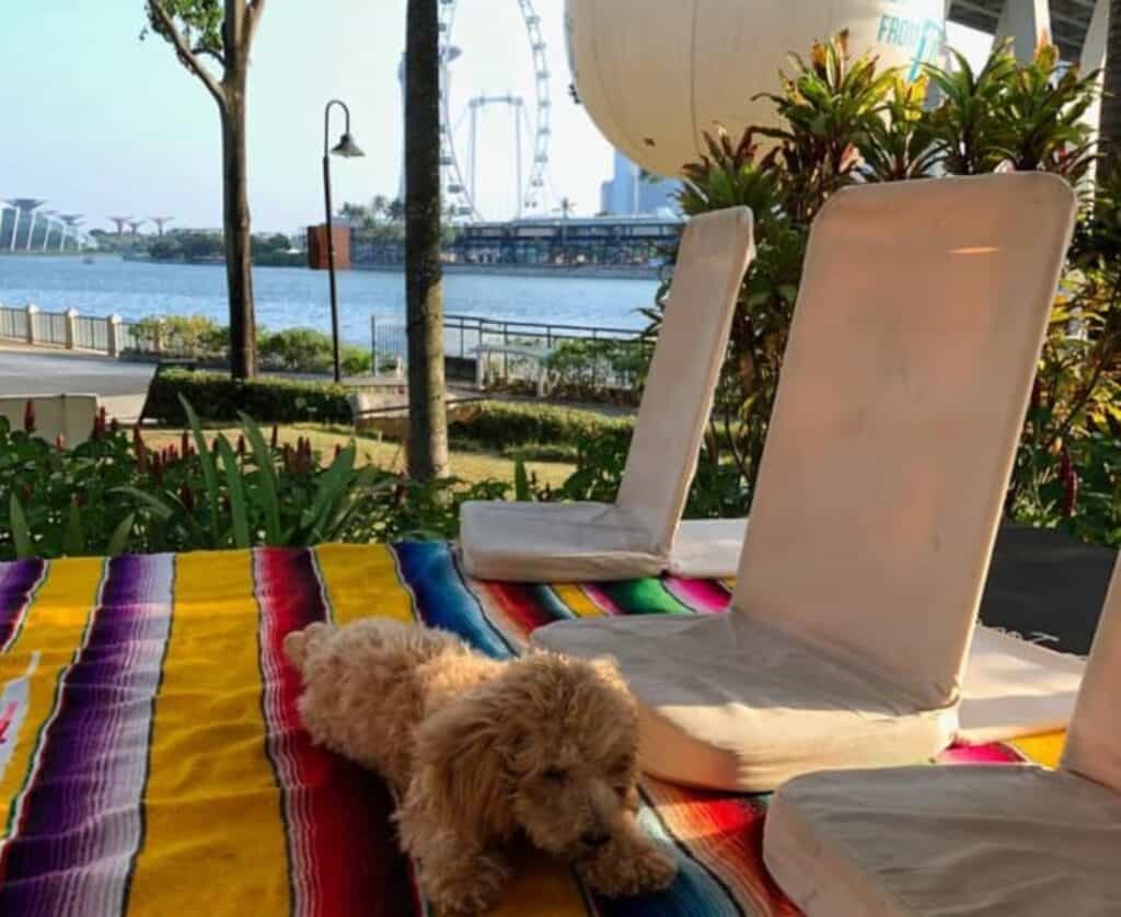 10 Pet-Friendly Places in Singapore To Bring Your Dogs