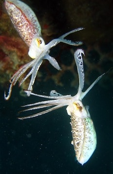 Dwarf Cuttlefish, Mabul