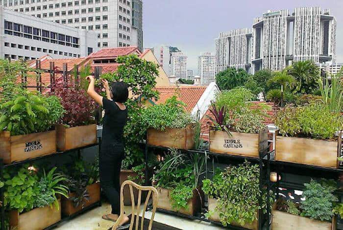 Edible Gardens Singapore at Super 0 Openair