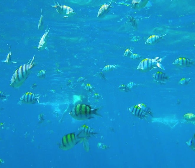 Snorkelling with a shoal of fish Phuket Thailand