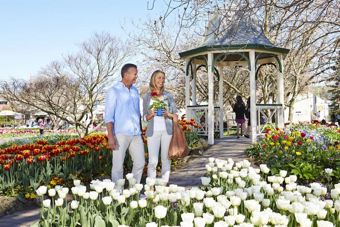 New South Wales Day Trips from Sydney Tulip Time Southern Highlands