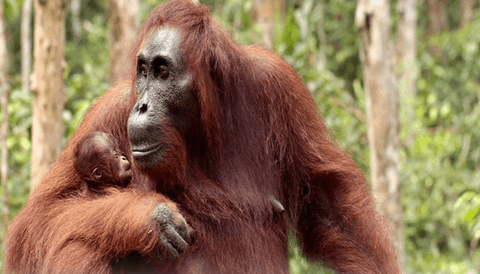 Orangutan Spotting in Borneo