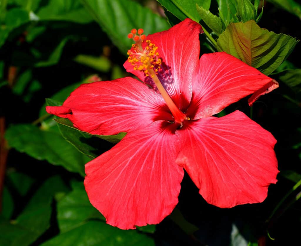 Beauty In A Pot Flowering Plants To Grow At Home In Singapore City Nomads