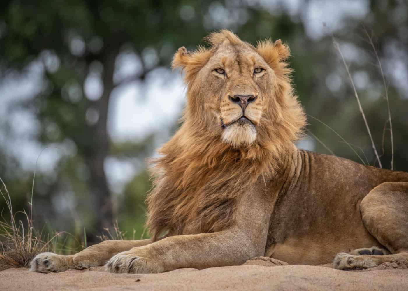 World Lion Day 10 August – andBeyond Live on Lion Conservation – City Nomads