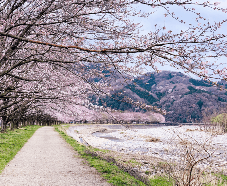 Cherry Blossoms Views: 7 Best Spots To See The Blooming Sakura Season in Japan