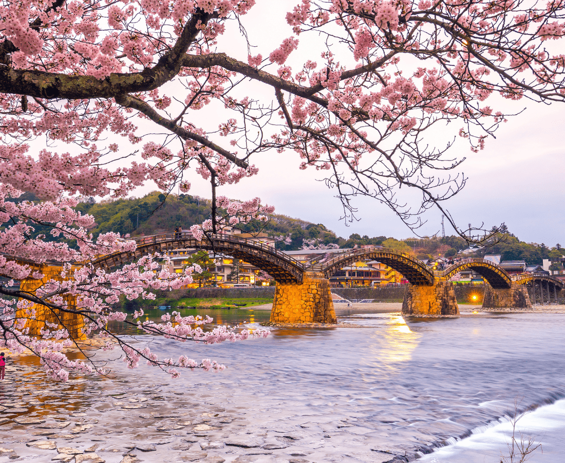 cherry blossoms at Kintaikyo bridge, Yamaguchi