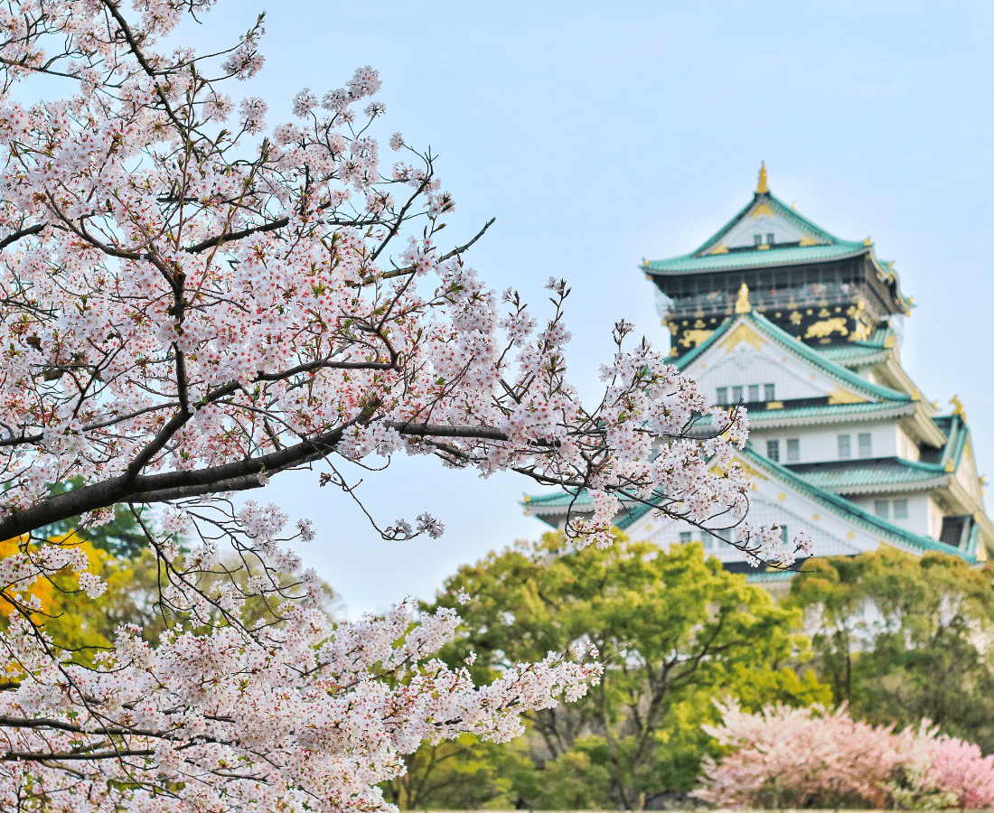 Osaka Castle Park and cherry blossoms