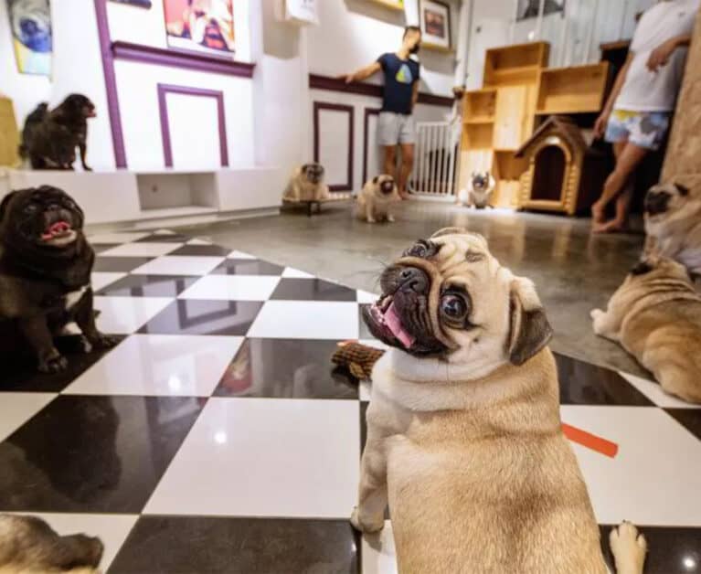 Best Animal Cafes in Singapore for Pet Lovers Without A Fur Baby at Home