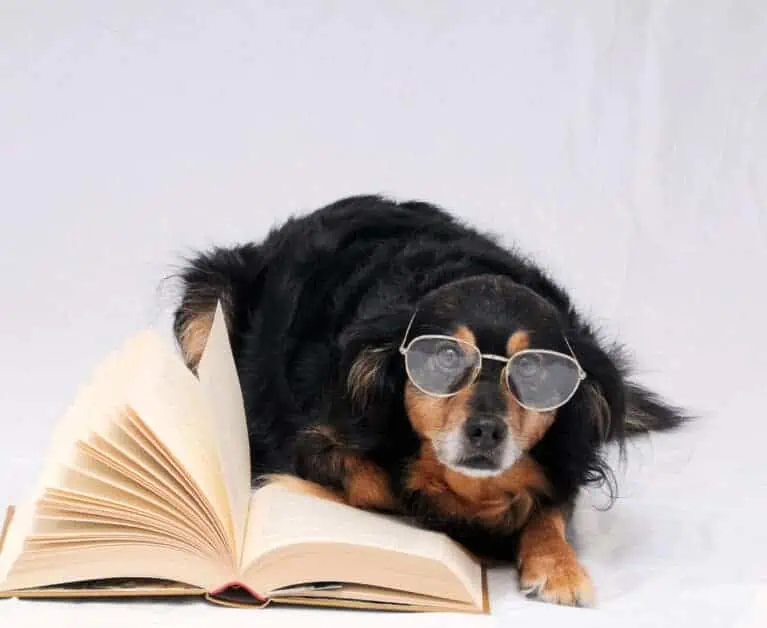 On The Same Page: Discover The World Through The Eyes Of Animals With These Best-Seller Novels