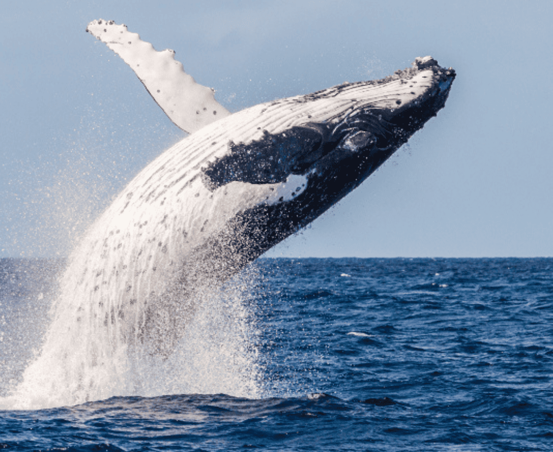 Whale Watching in new caledonia