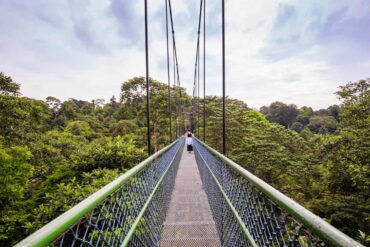 MacRitchie Treetop walk