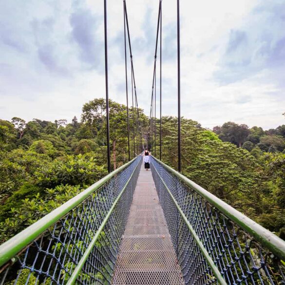 MacRitchie Treetop walk