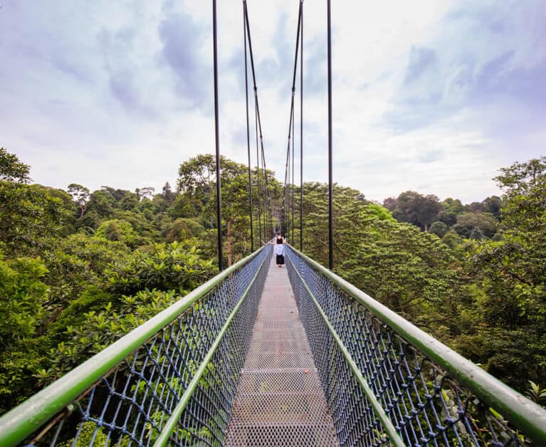 Scenic Hiking Trails in Singapore: Explore MacRitchie, Bukit Timah Nature Reserve & More