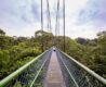 MacRitchie Treetop walk