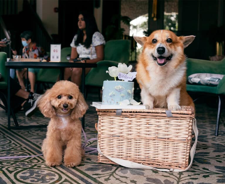 10 Pet-Friendly Dining and Drinking Spots in Singapore For You and Your Furry Friends