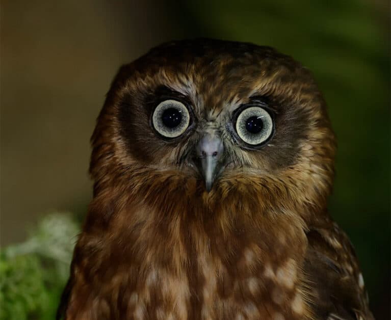 Morepork owl night safari
