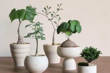 Soilboy plants group