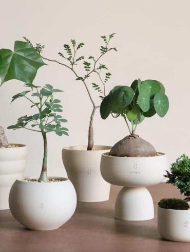 Soilboy plants group