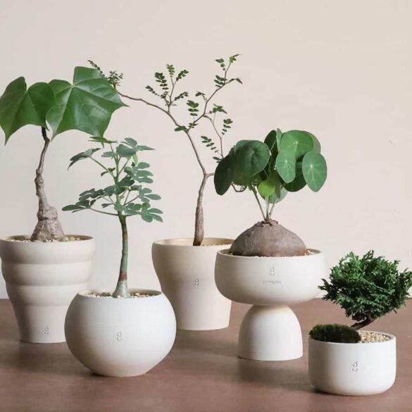 Soilboy plants group