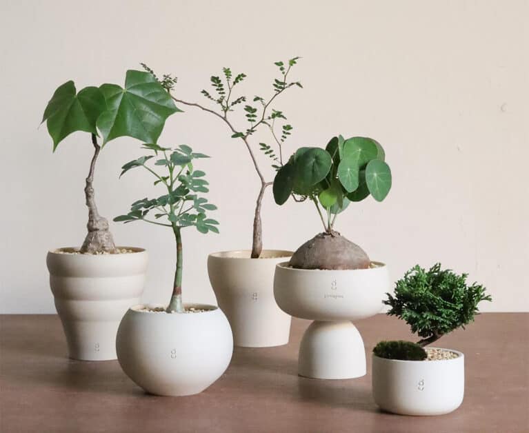Soilboy plants group