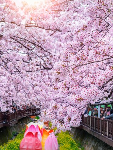Cherry blossom in spring. Jinhae Gunhangje Festival is the largest cherry blossom festival in South Korea.