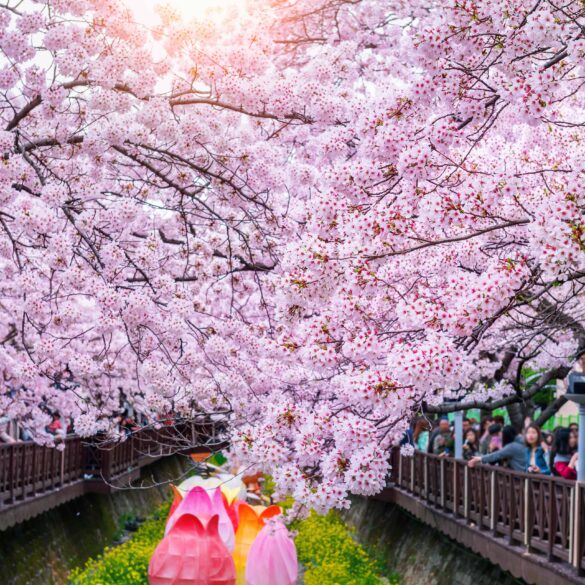 Cherry blossom in spring. Jinhae Gunhangje Festival is the largest cherry blossom festival in South Korea.
