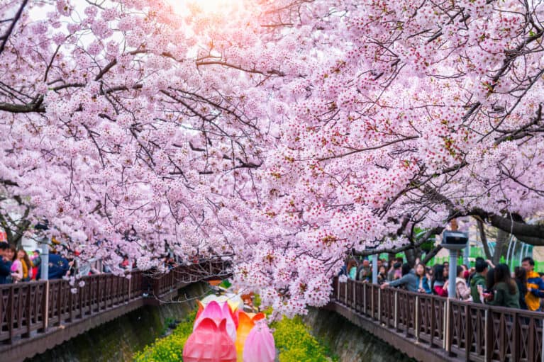 Cherry blossom in spring. Jinhae Gunhangje Festival is the largest cherry blossom festival in South Korea.