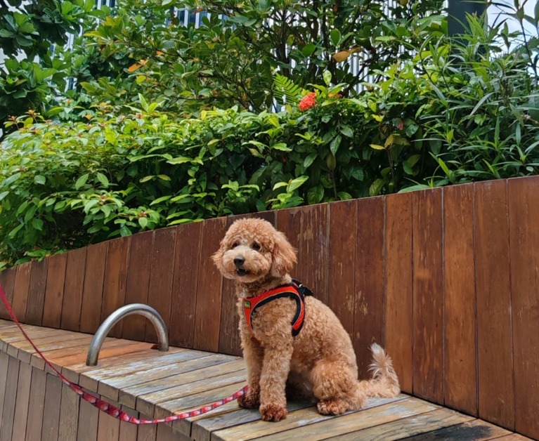 review Citadines Raffles Place pet-friendly