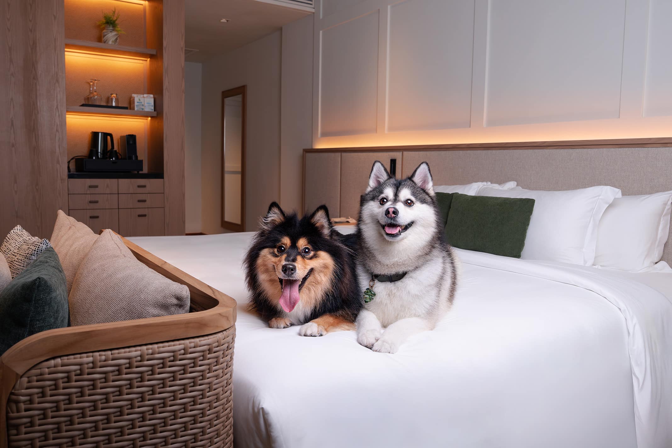 Two dogs lounging on a king-sized hotel bed at Amara Sanctuary Sentosa, a pet-friendly resort in Singapore featuring luxurious in-room amenities for pawcations.