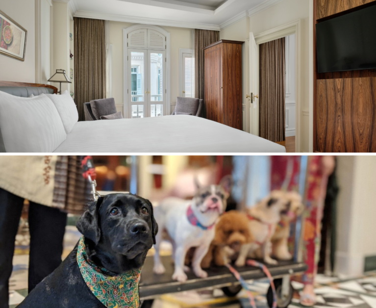 intercontinental Singapore pet friendly hotel