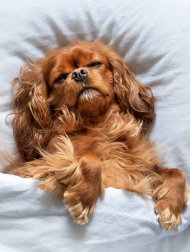 Small brown dog tucked in bed with head on pillow, symbolising relaxed pet-friendly hotel stays and luxury dog-friendly accommodation in Singapore.