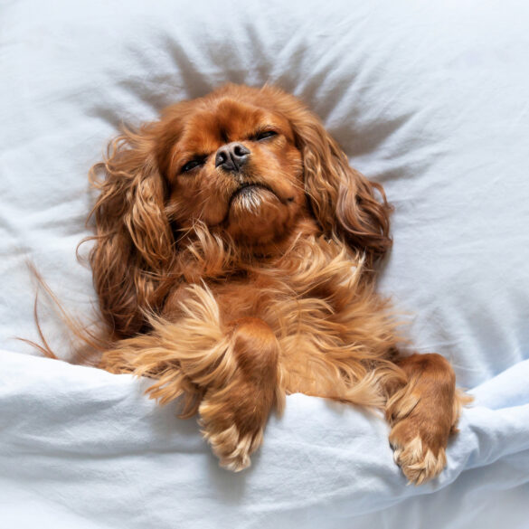 Small brown dog tucked in bed with head on pillow, symbolising relaxed pet-friendly hotel stays and luxury dog-friendly accommodation in Singapore.