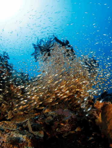 diving by the coral reefs in Asia
