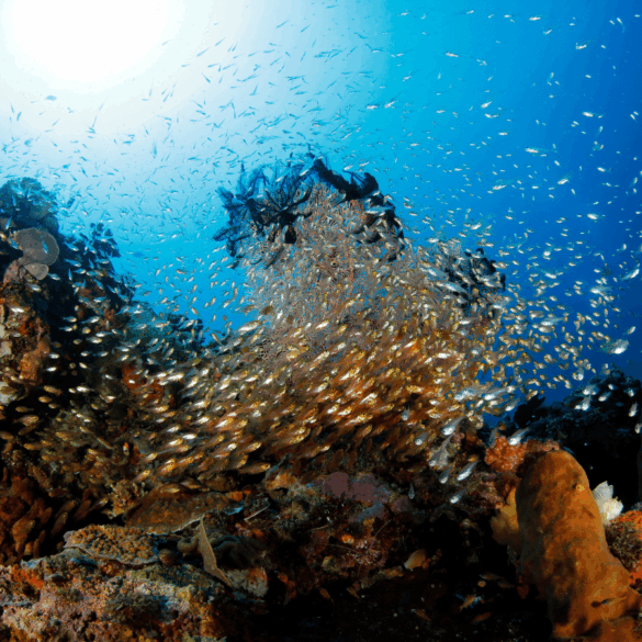 diving by the coral reefs in Asia