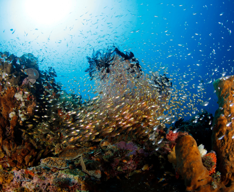 The Best Diving Spots in Asia: Dive into Your Next Adventure