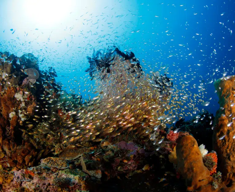 The Best Diving Spots in Asia: Dive into Your Next Adventure