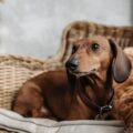 a photo of a daschund dong sitting on a chaiar outdoors