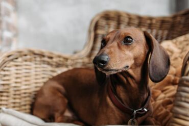 a photo of a daschund dong sitting on a chaiar outdoors