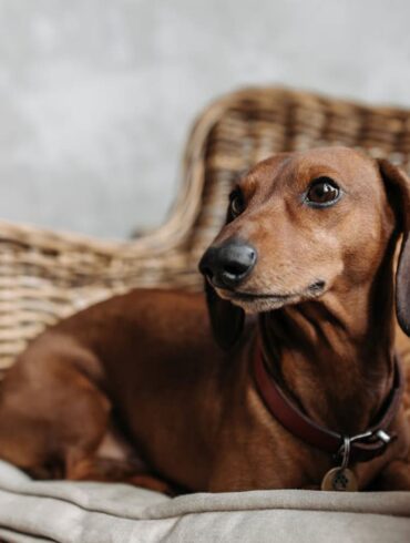a photo of a daschund dong sitting on a chaiar outdoors