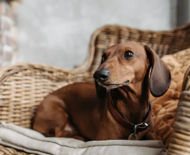 Pet-Friendly Places in Singapore: Cafes, Restaurants & Beach Clubs to Visit with Your Dog