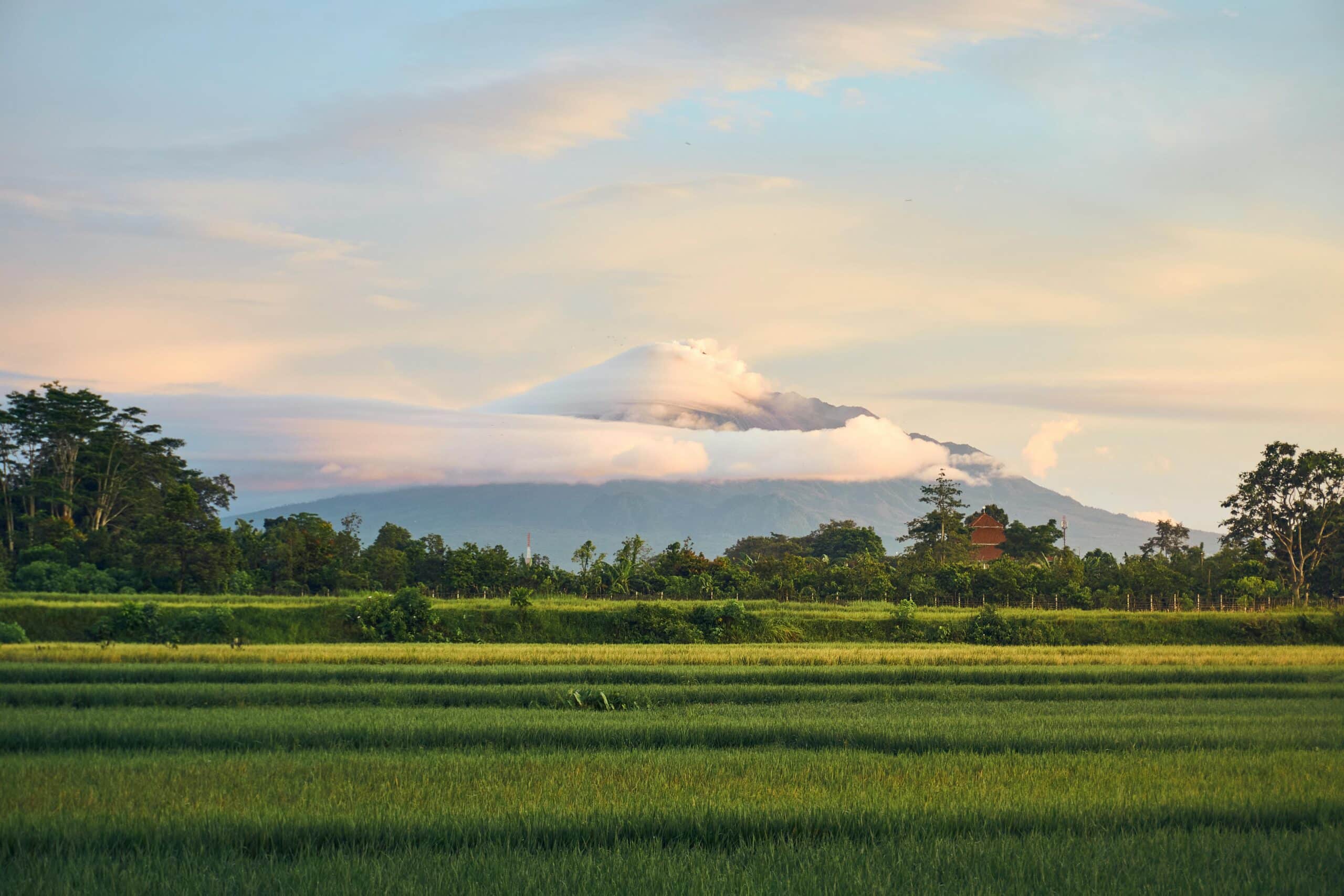 Lush Rice Fields with Mount Merapi in Yogyakarta