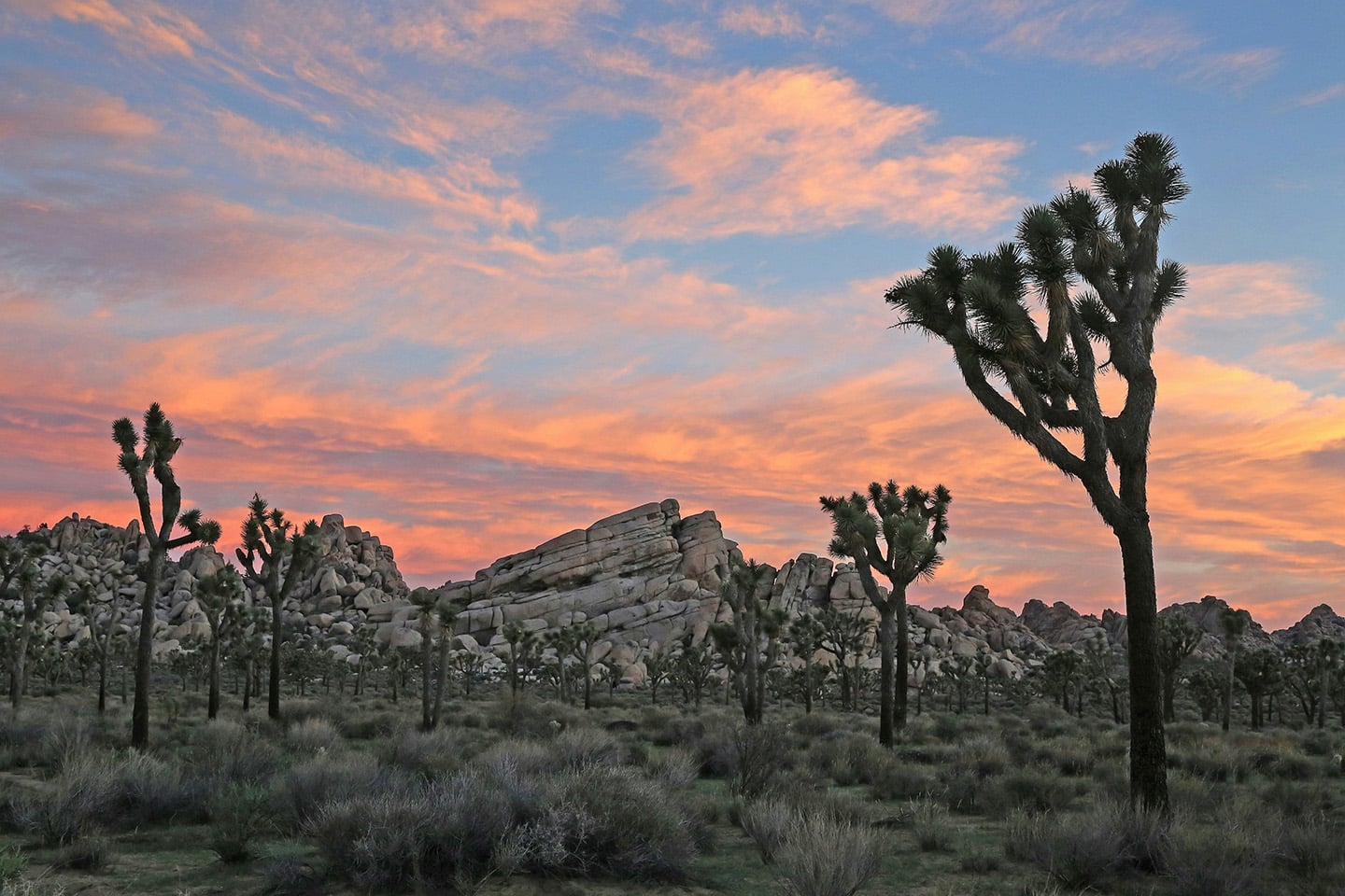A sunlit hiking trail leading through a grassy meadow in California, bordered by trees and mountains — a popular spot for tent camping and eco-friendly outdoor stays.