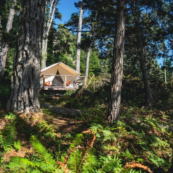 Luxury glamping tent nestled in a shaded pine forest, ideal for air-conditioned camping and eco-friendly retreats in Florida’s state parks.