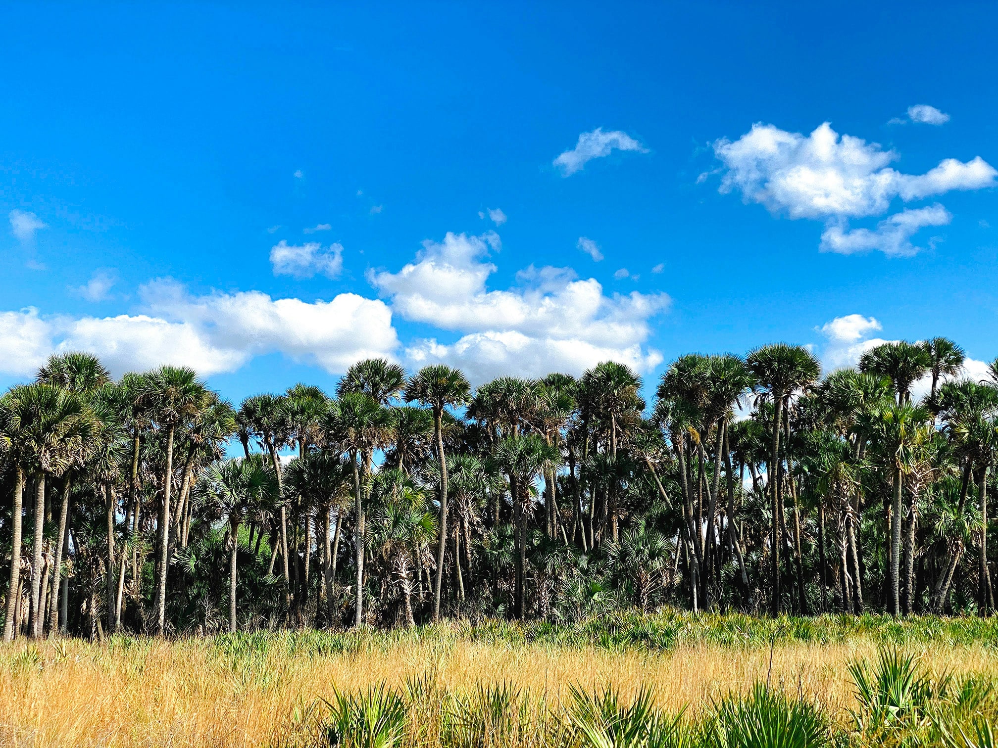 Palm trees swaying over open prairie landscape at Kissimmee Prairie Preserve State Park, ideal for air-conditioned glamping and birdwatching in Florida.