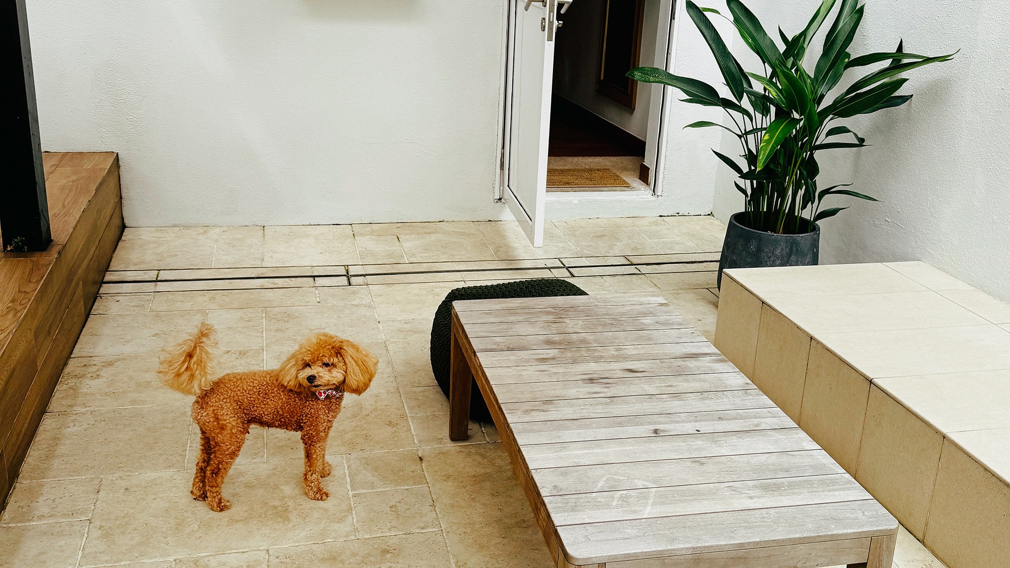 Toy poodle Furby enjoying the private patio of a Courtyard Suite at Amara Sanctuary Sentosa, a pet-friendly staycation spot in Singapore.