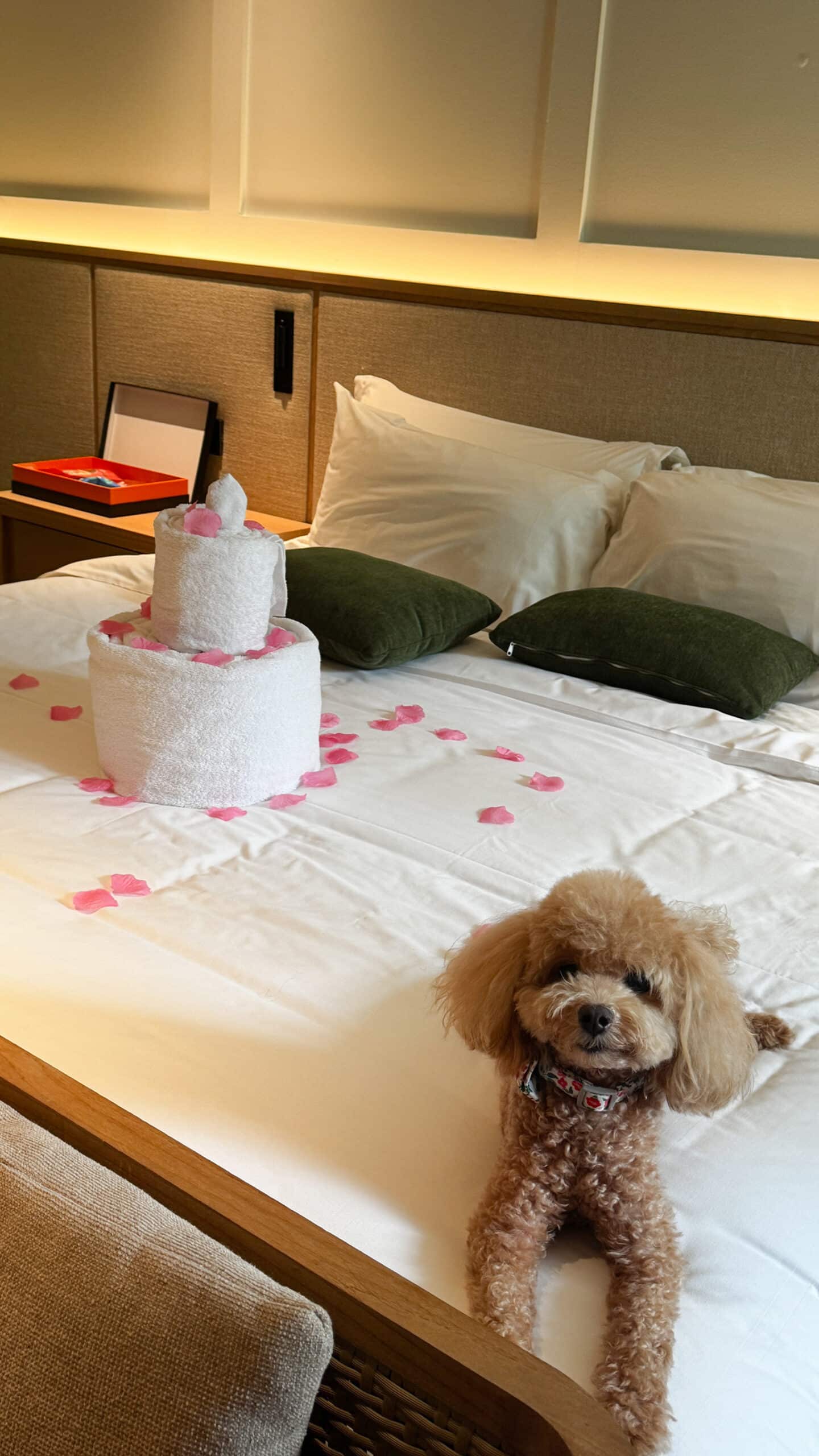 Happy toy poodle Furby lounging on a bed at Amara Sanctuary Sentosa during a pet-friendly staycation in Singapore.