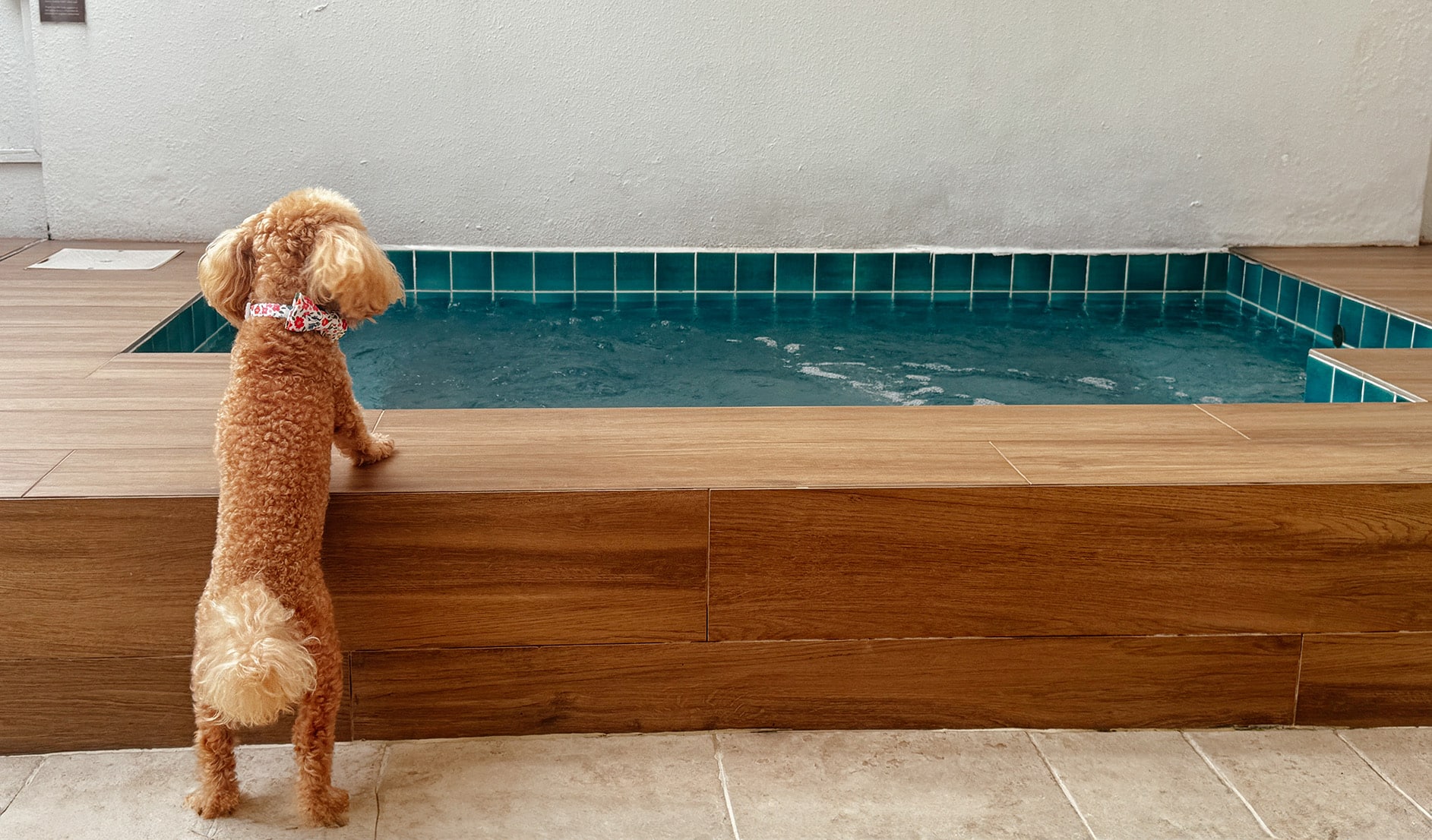 Curious poodle Furby peering into the private jacuzzi in the Courtyard Suite at Amara Sanctuary Sentosa, Singapore.