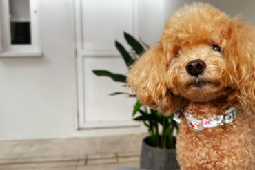 Close-up of Furby the poodle in the Courtyard Suite patio at Amara Sanctuary Sentosa, a pet-friendly luxury hotel in Singapore.